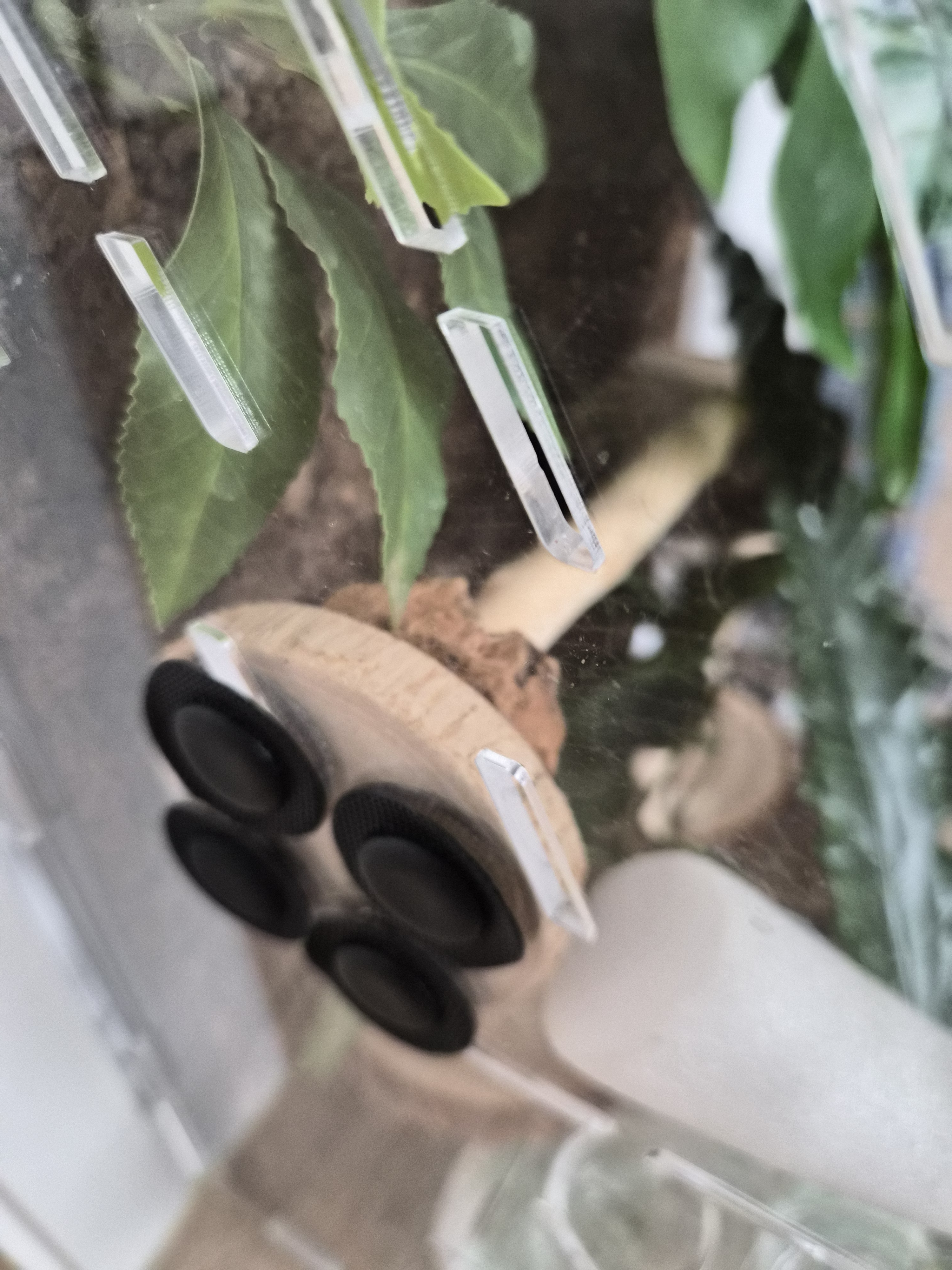 テラブロック ウッドライン 横向きブランチプラットフォーム detail 1