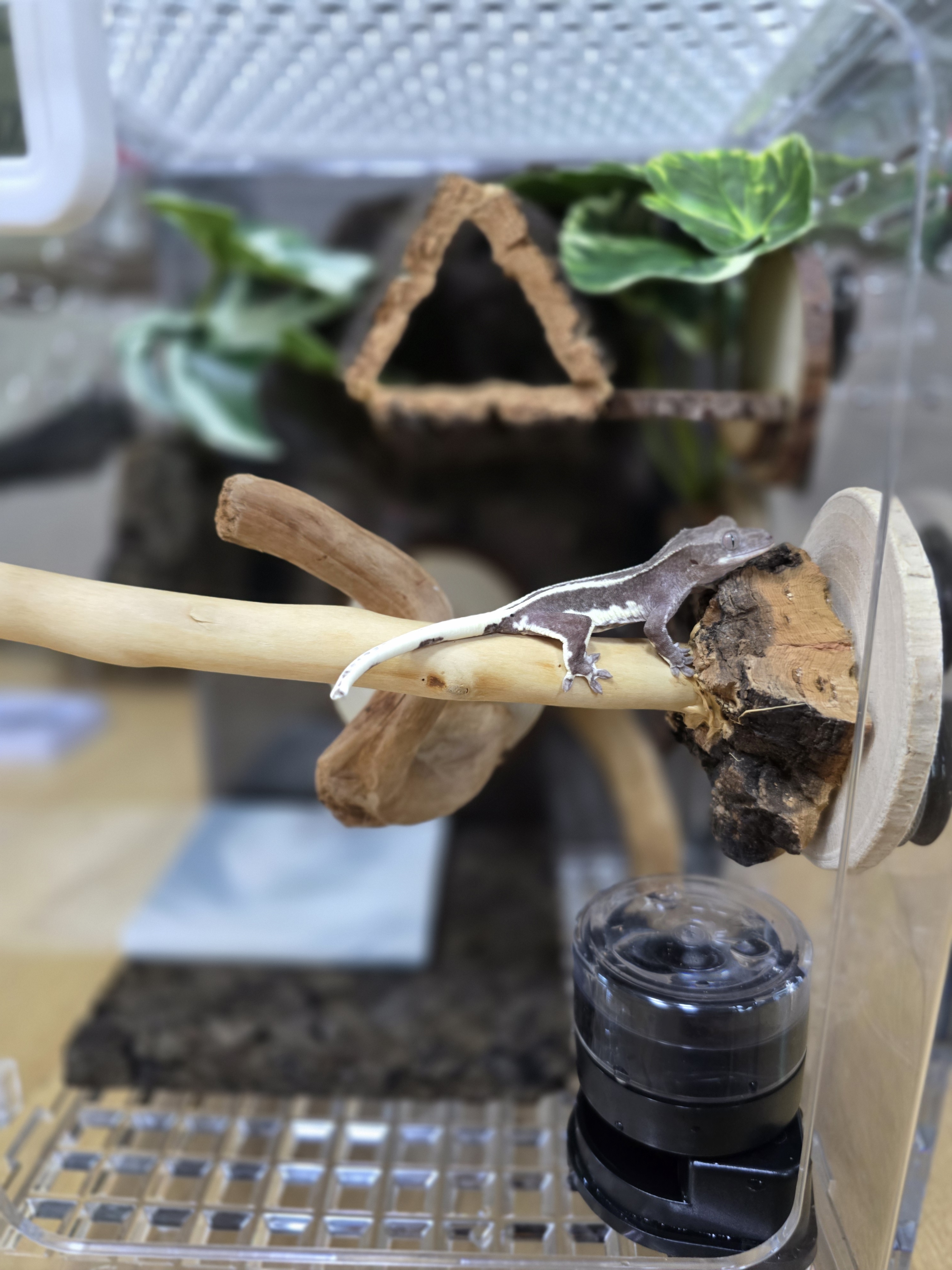 テラブロック ウッドライン 横向きブランチプラットフォーム detail 2