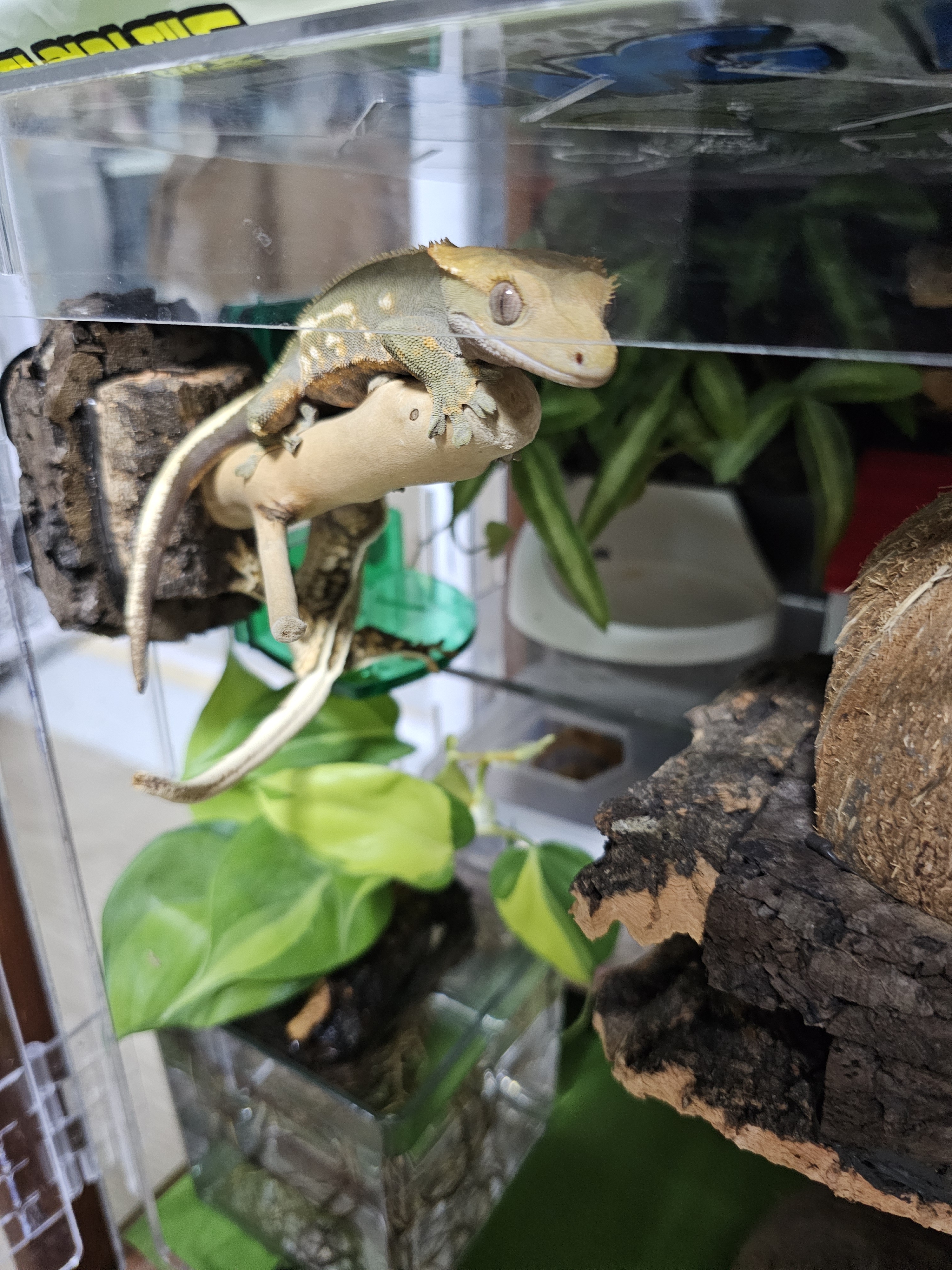 テラブロック ウッドライン 横向きブランチプラットフォーム detail 3