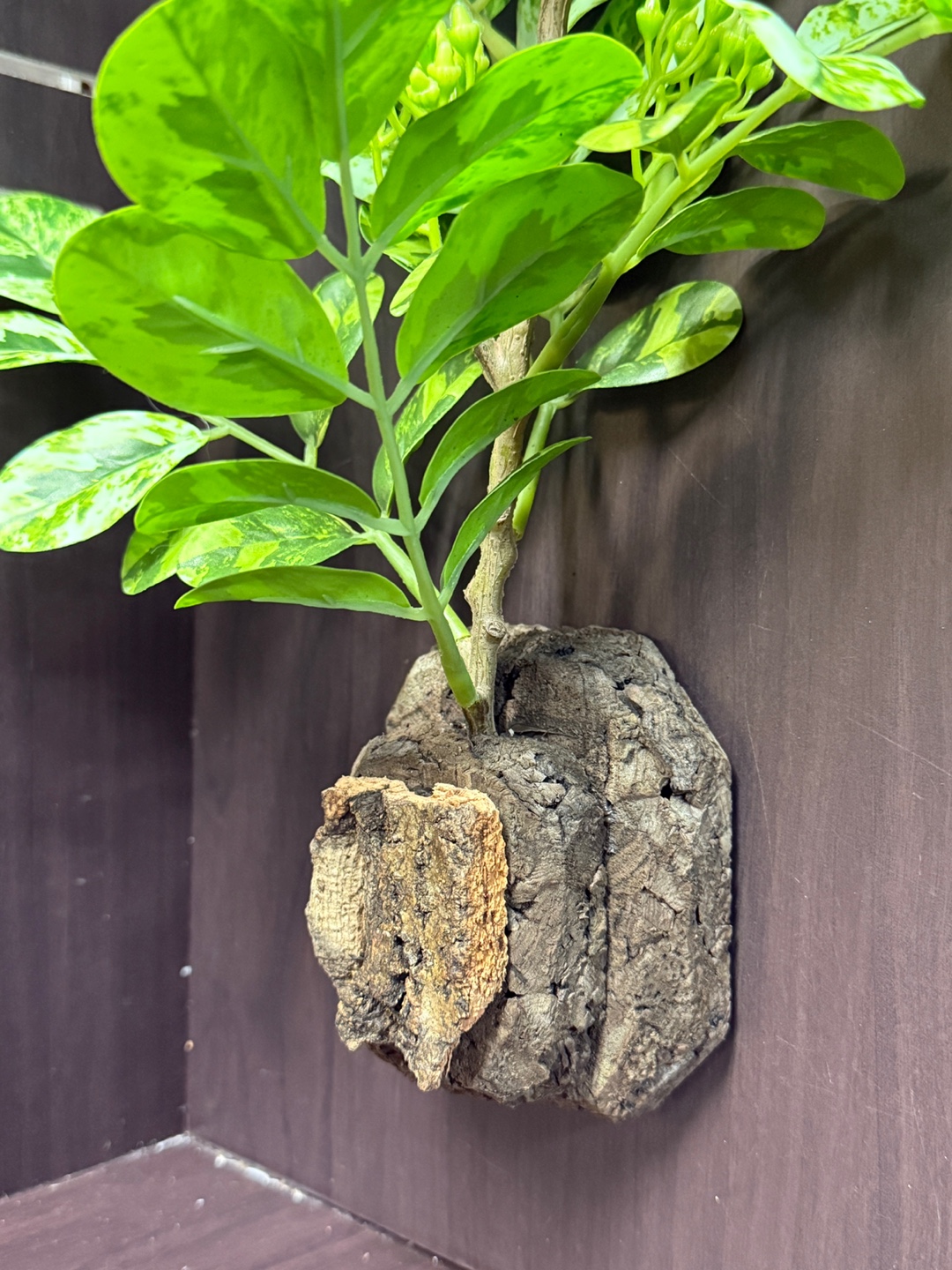 テラブロック オクバーツリー 造葉ブロック detail 1