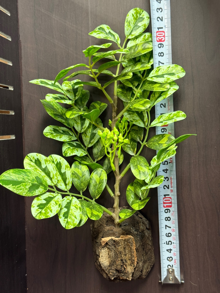 テラブロック オクバーツリー 造葉ブロック detail 3