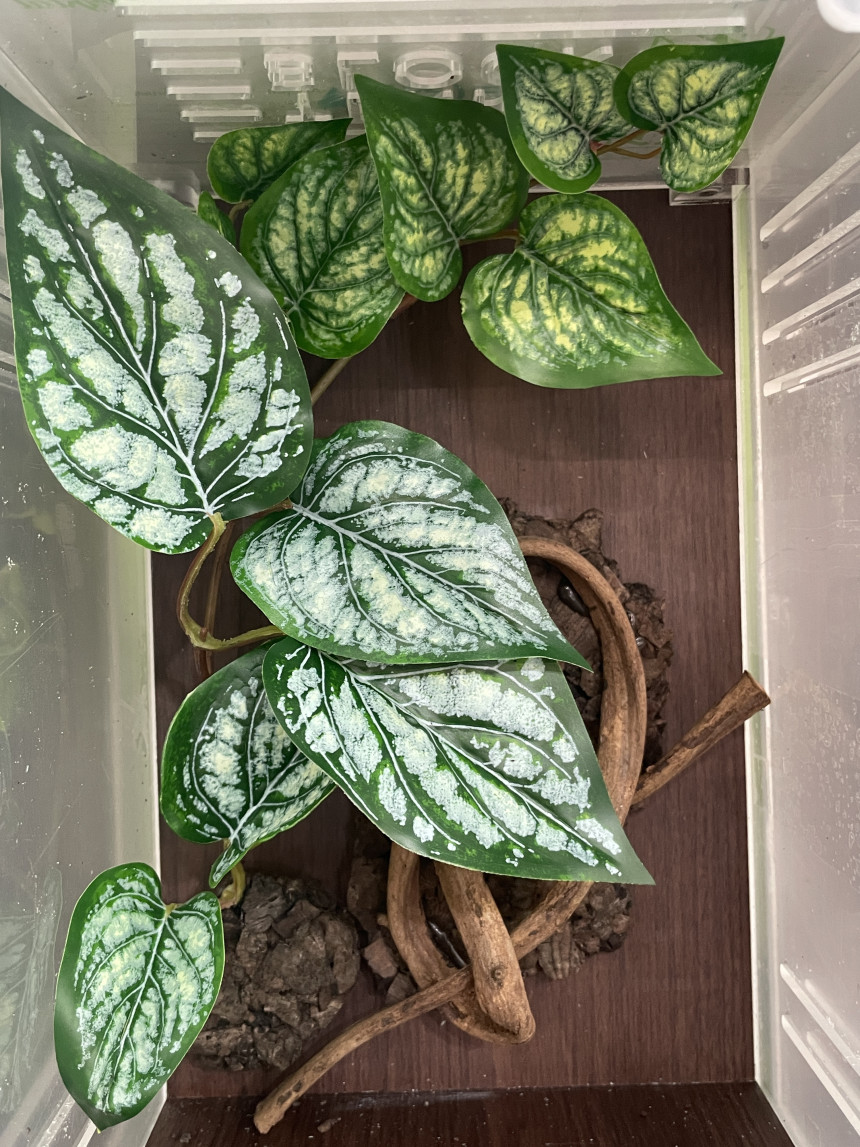 テラブロック フィロデンドロン 人工観葉ブロック detail 2