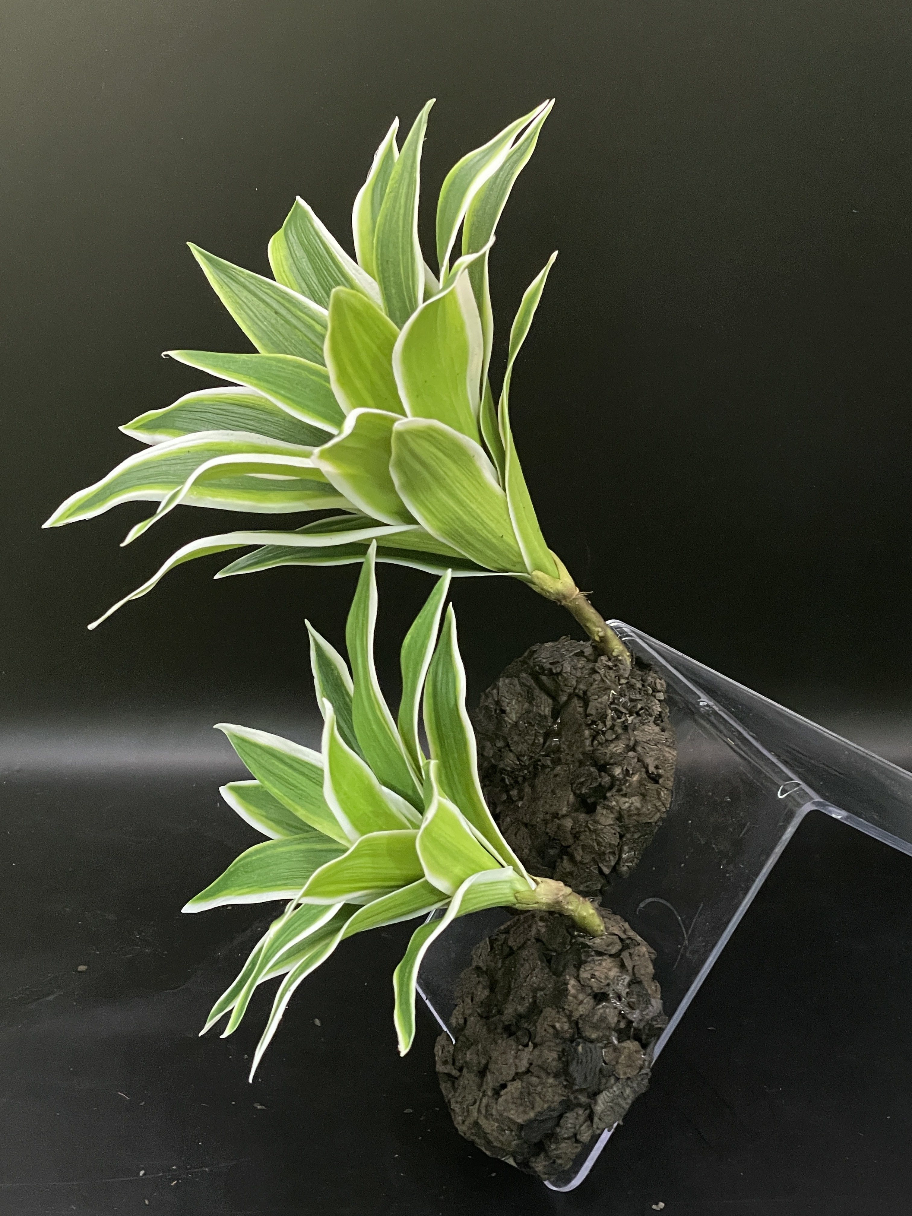 テラブロック ドラセナ 造花ブロック（小 / 中） detail 1