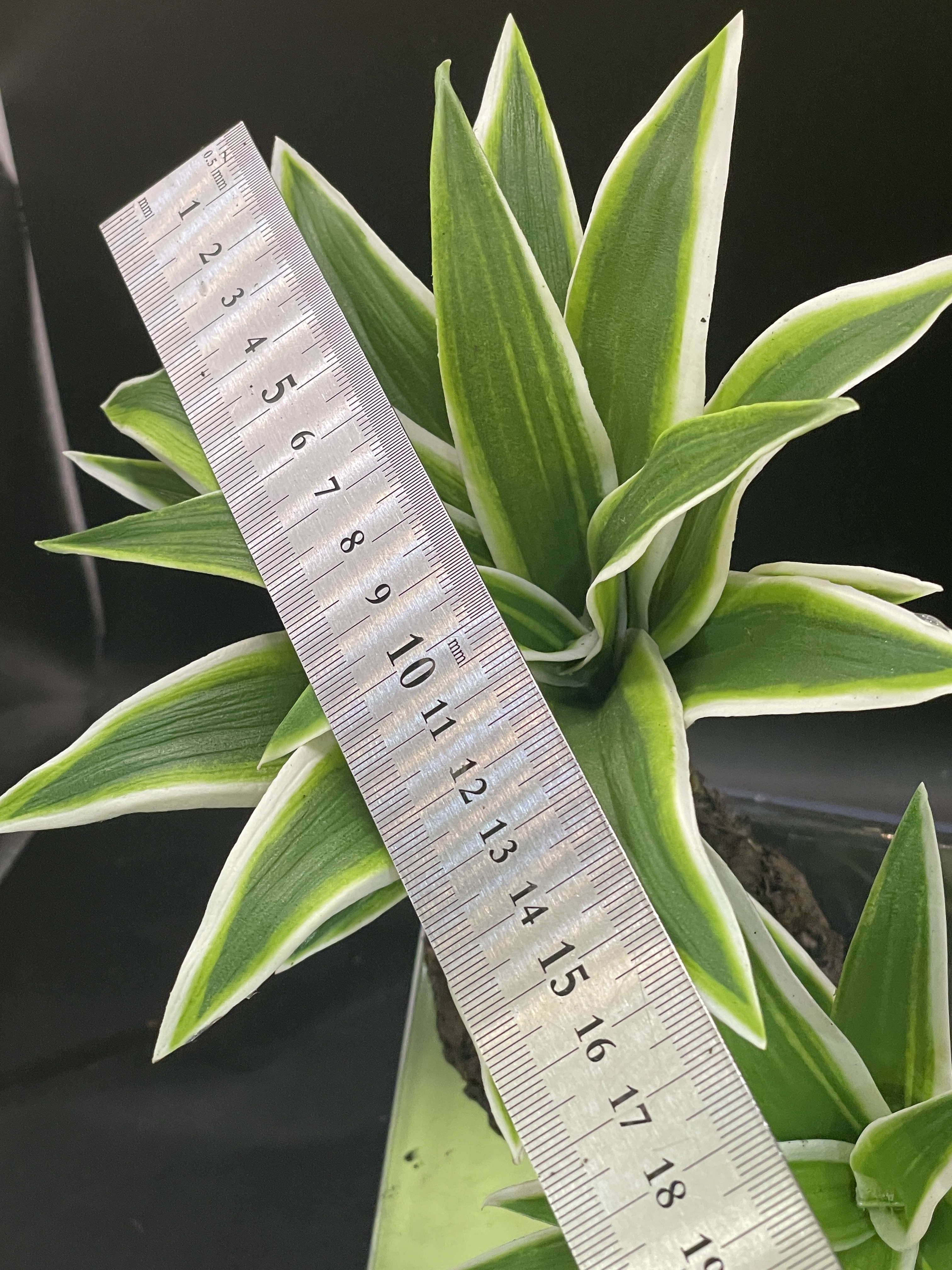 テラブロック ドラセナ 造花ブロック（小 / 中） detail 2