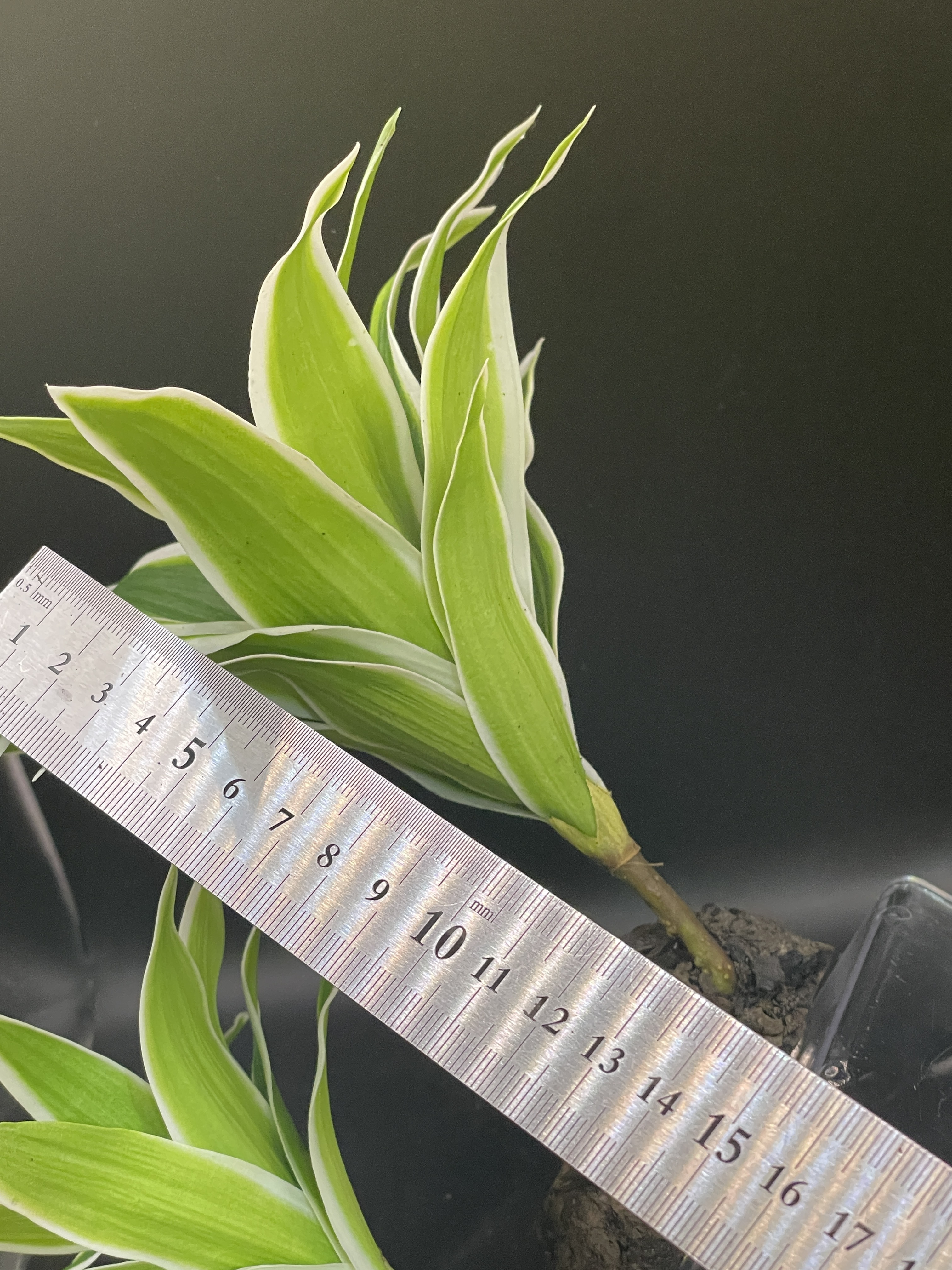 テラブロック ドラセナ 造花ブロック（小 / 中） detail 3