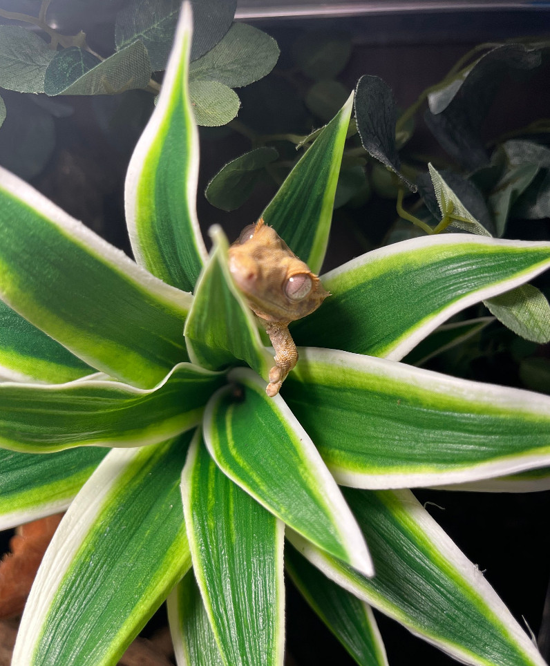 テラブロック ドラセナ 造花ブロック（小 / 中） detail 4