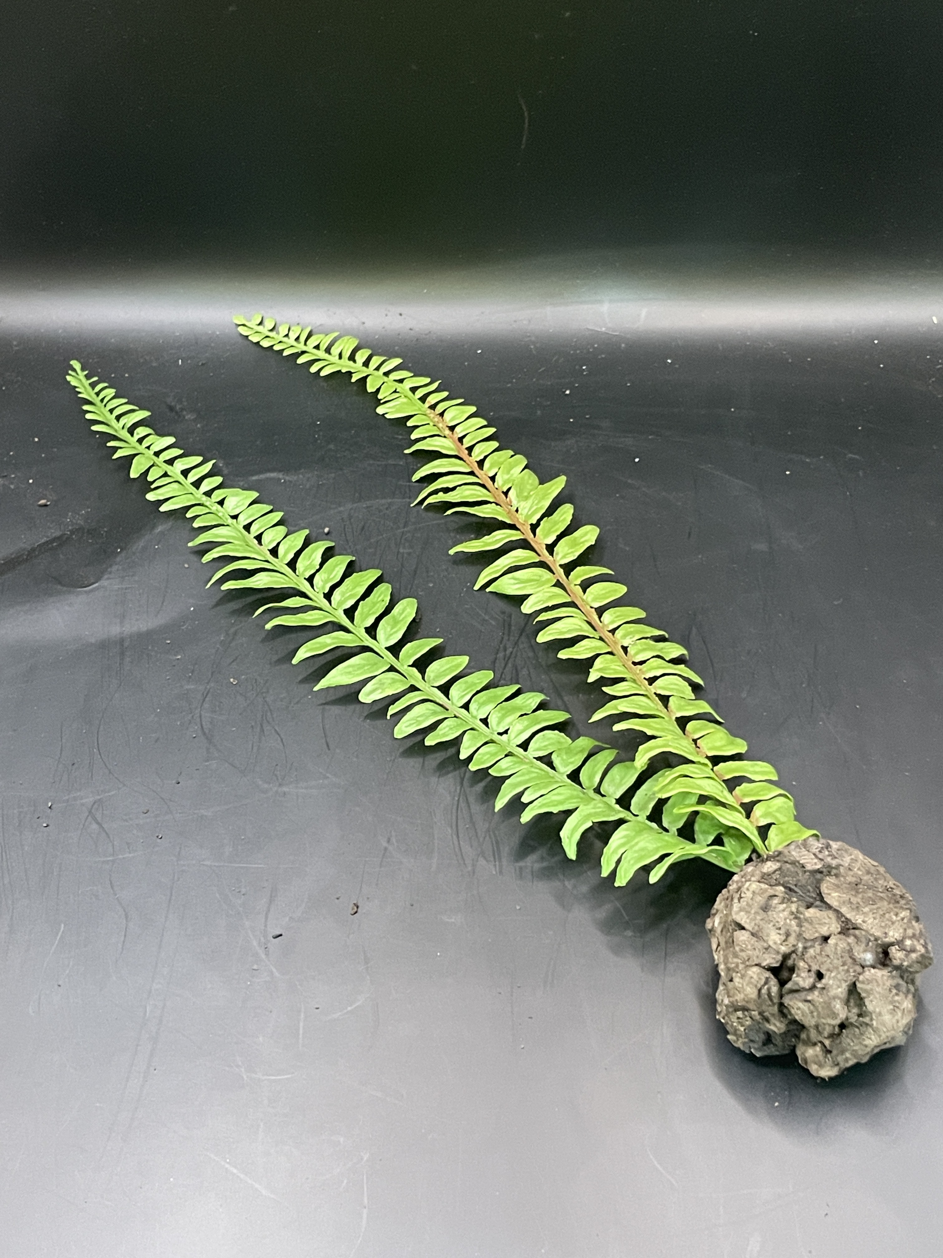 テラブロック シダリーフ（二列）人工植物ブロック detail 1