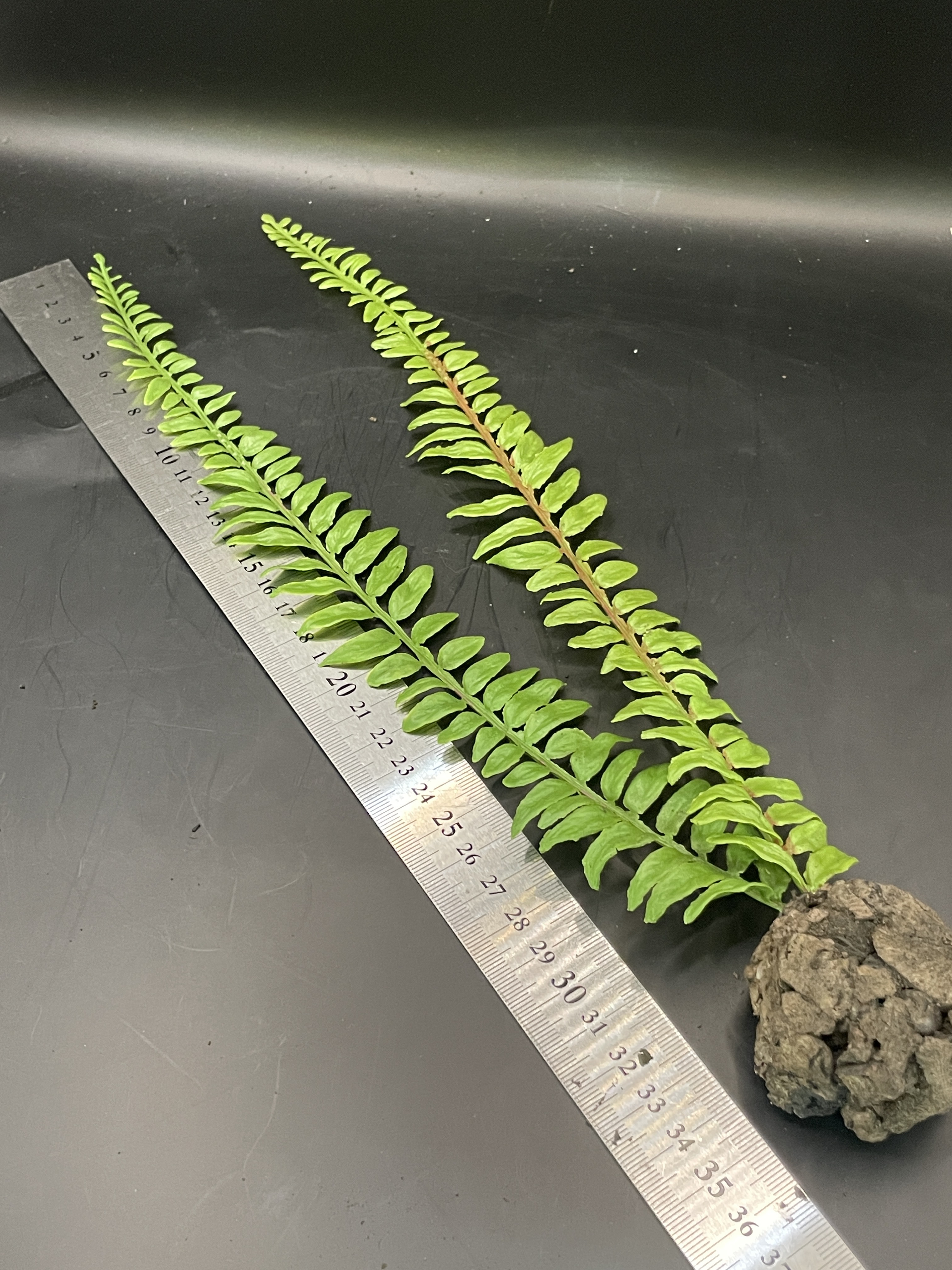 テラブロック シダリーフ（二列）人工植物ブロック detail 2