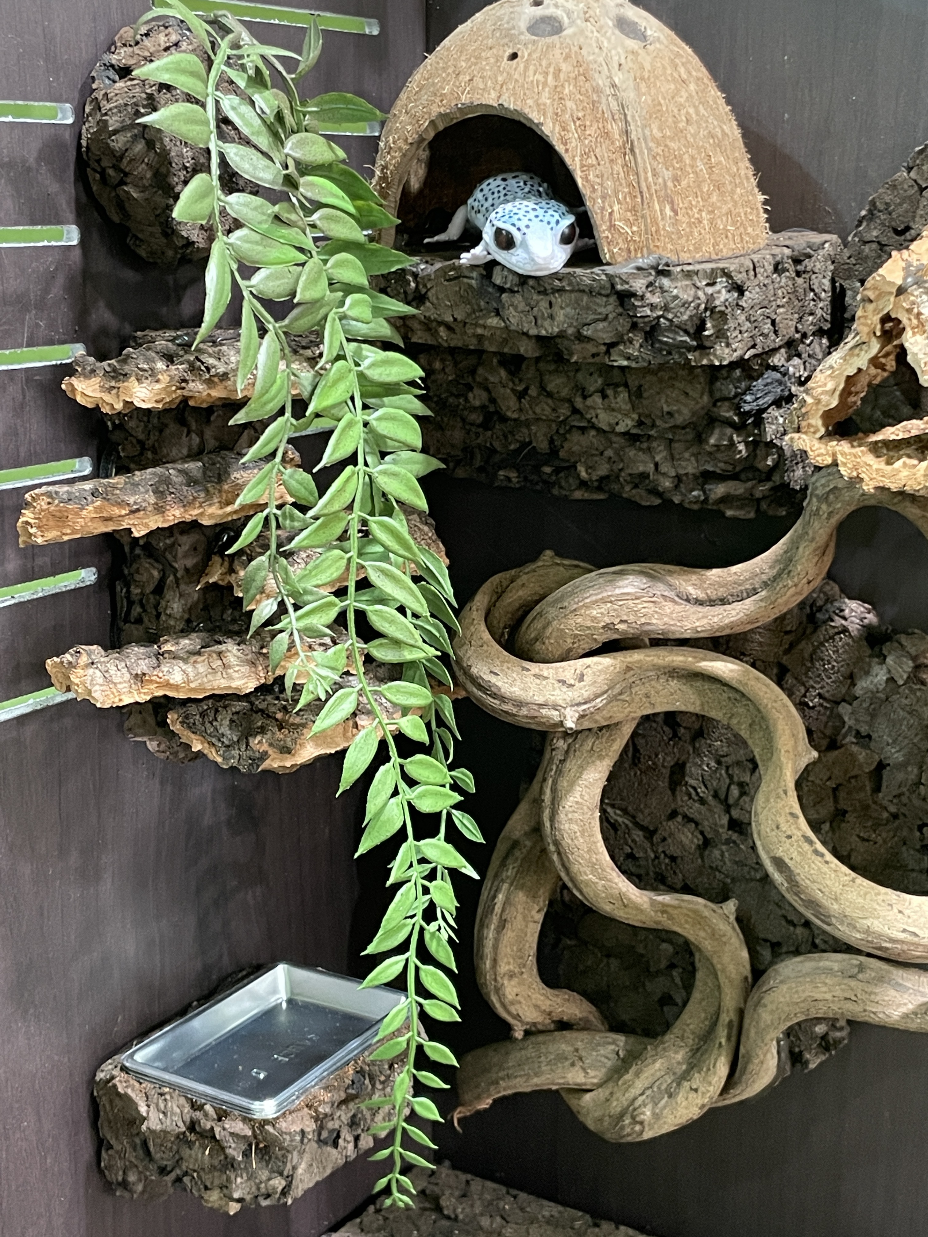 テラブロック 月桂バイン（3連）フェイクプラントブロック detail 3