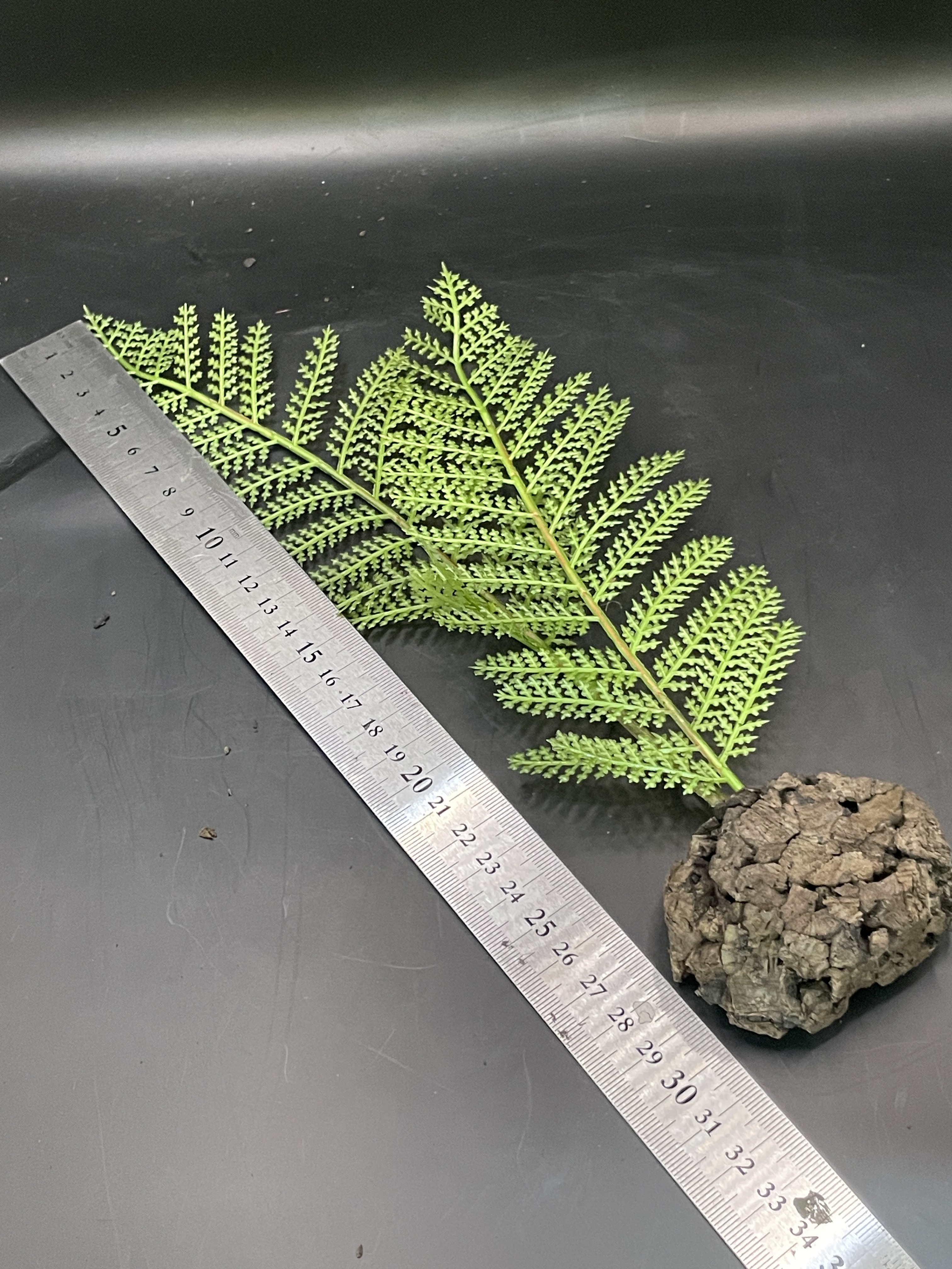 テラブロック シダ（小葉・2ライン）フェイクプラントブロック detail 1