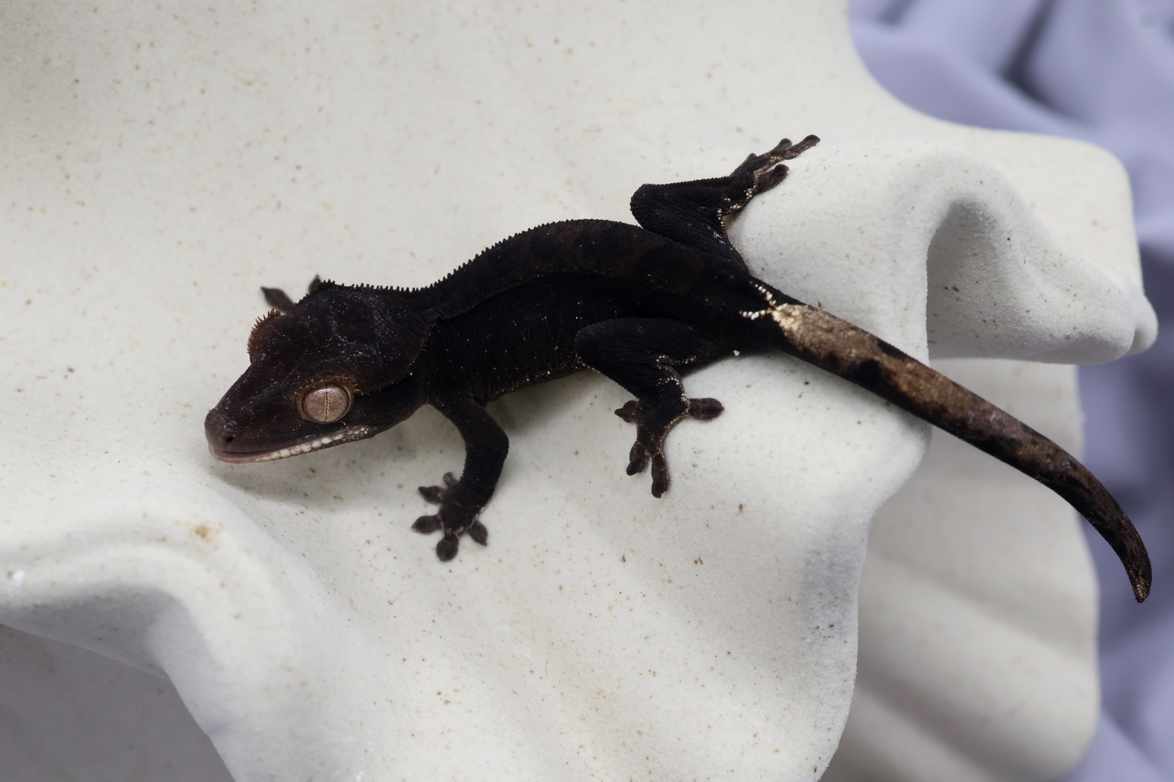 1. Charcoal Cappuccino (F) detail 1