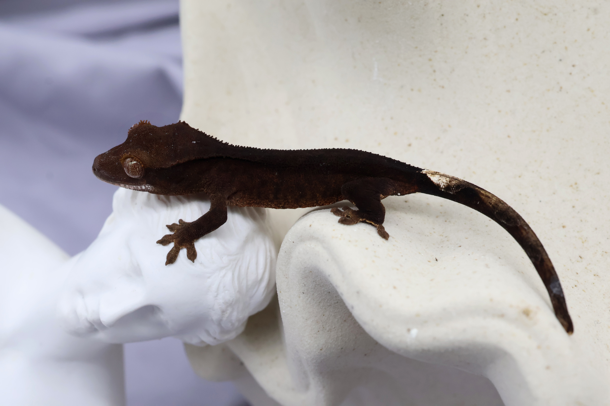 2. Charcoal (U) detail 1