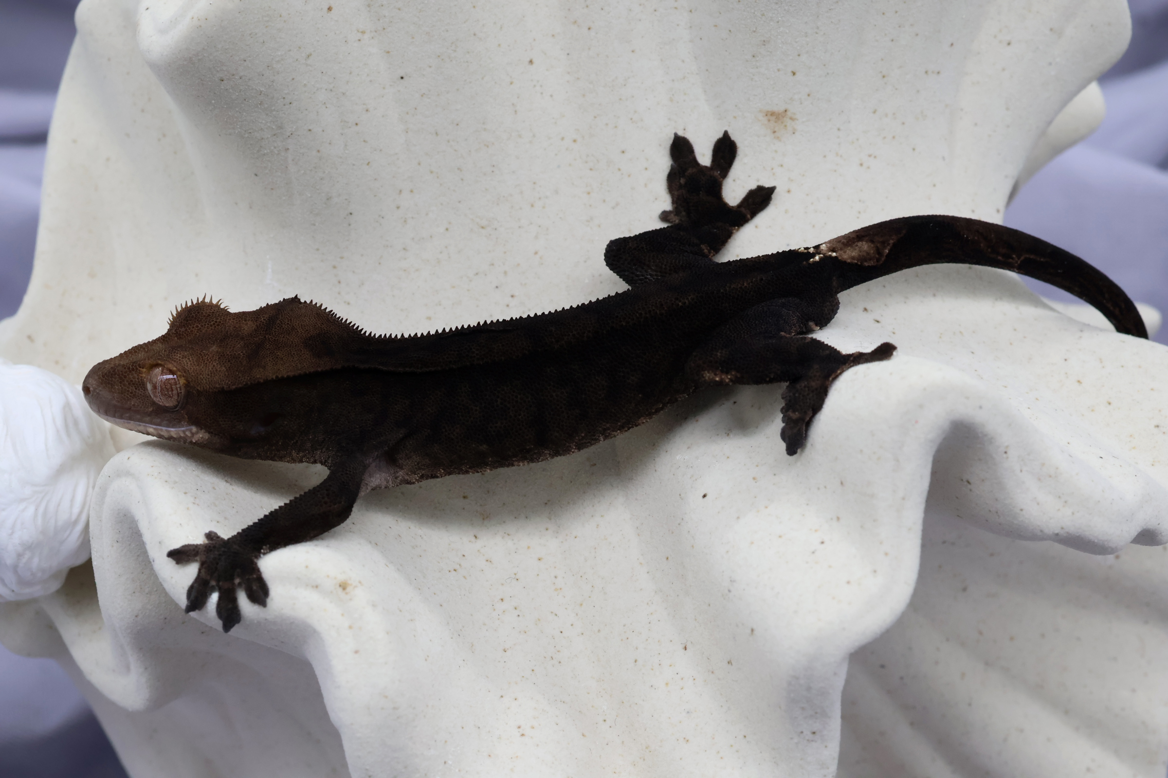 3. Charcoal (M) detail 1