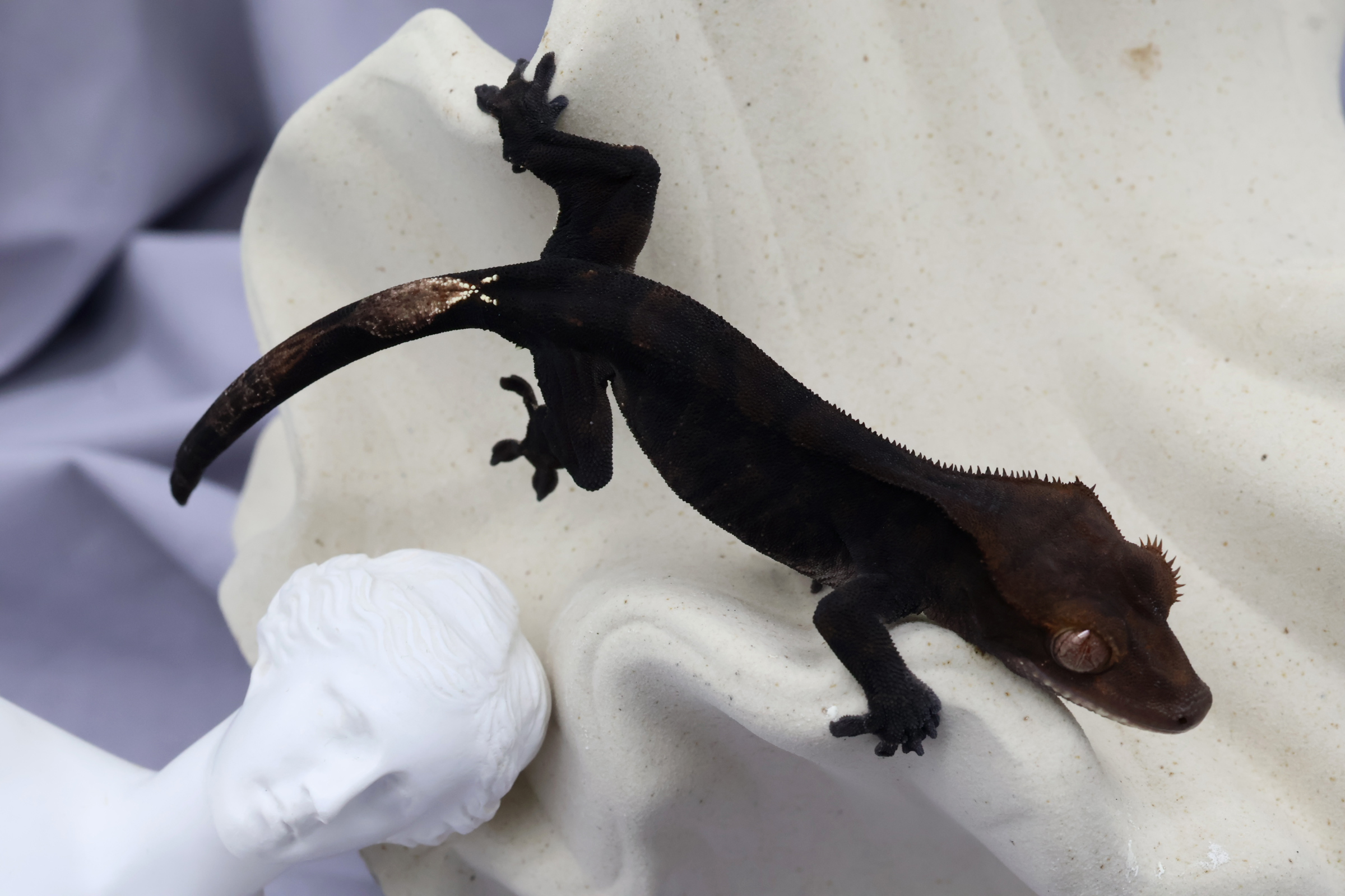 4. Charcoal (F) detail 1