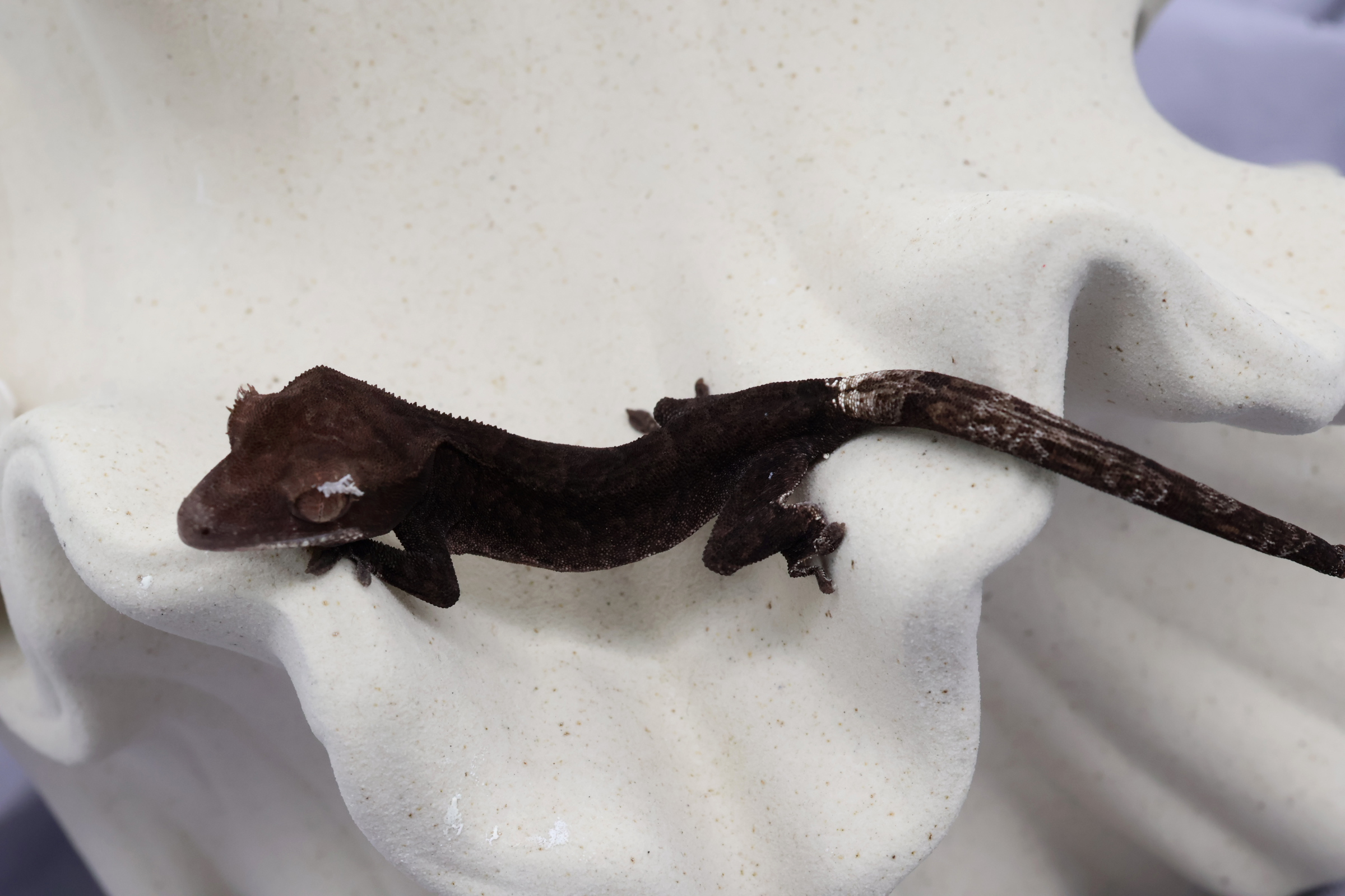 5. Charcoal Cappuccino (F) detail 1