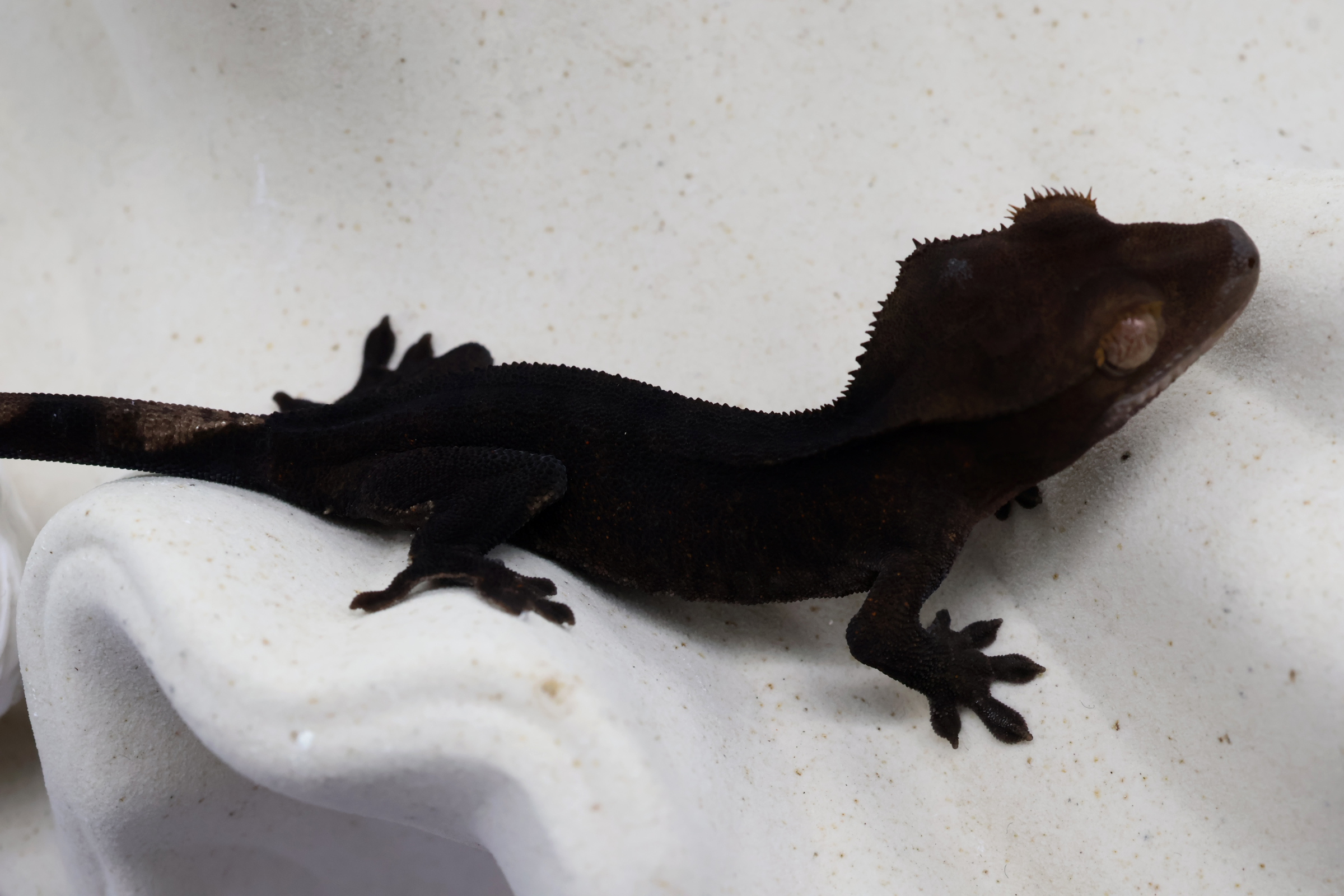 6. Charcoal (U) detail 1