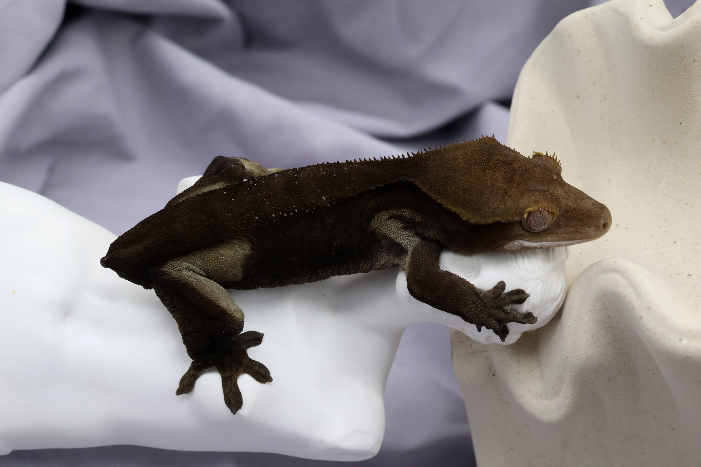 7. Charcoal (F) detail 1