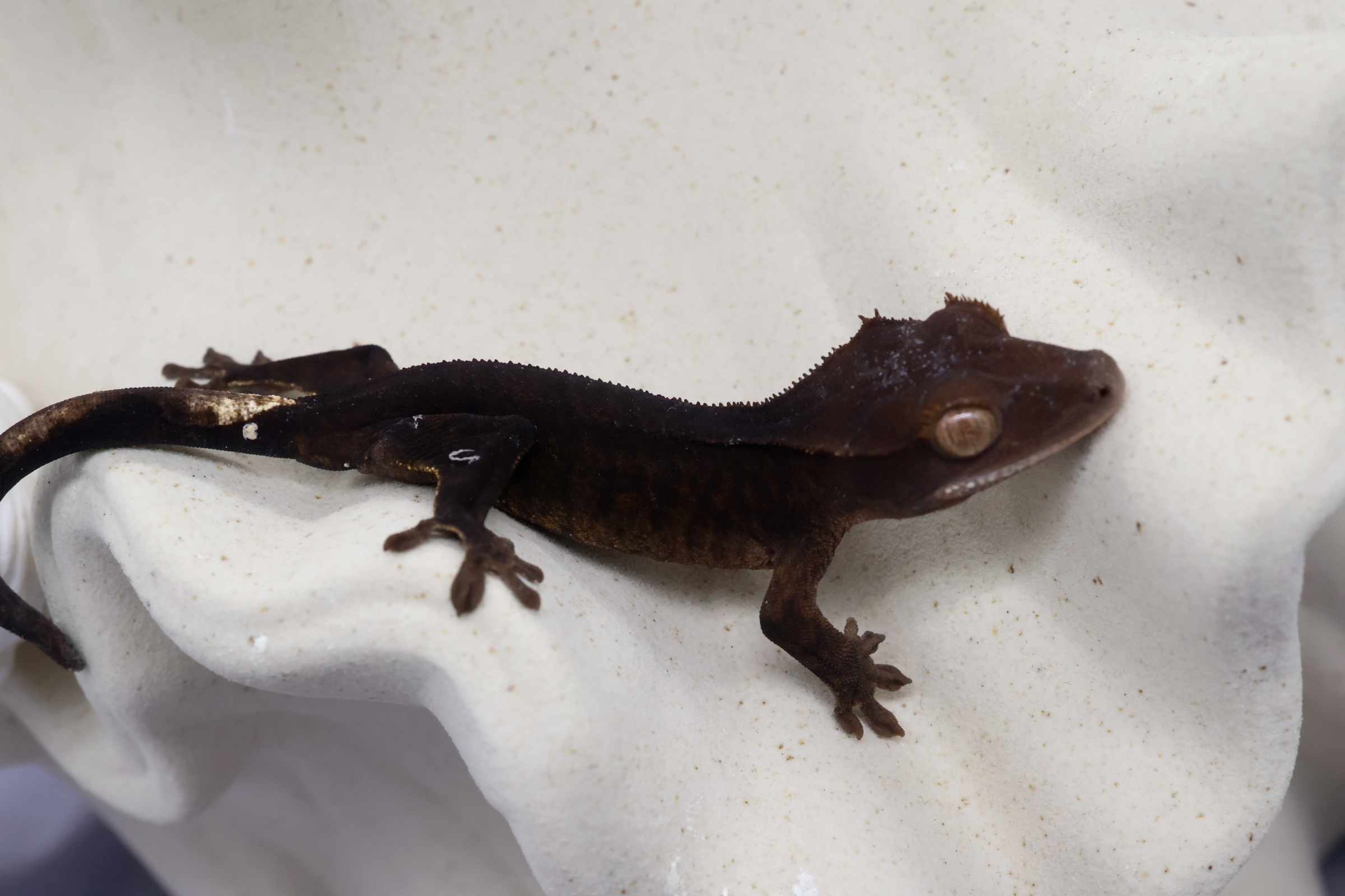 8. チャコール (U) detail 1