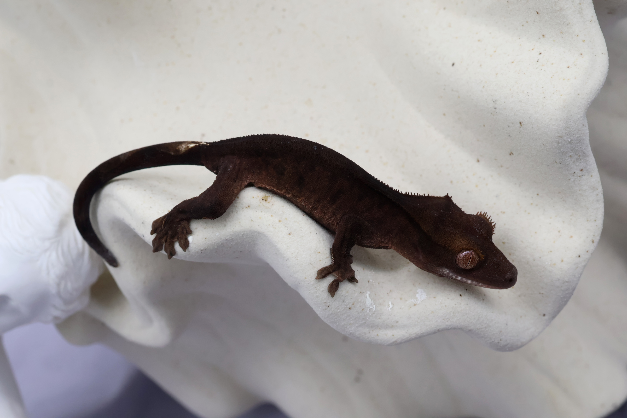 9.Charcoal (U) detail 1