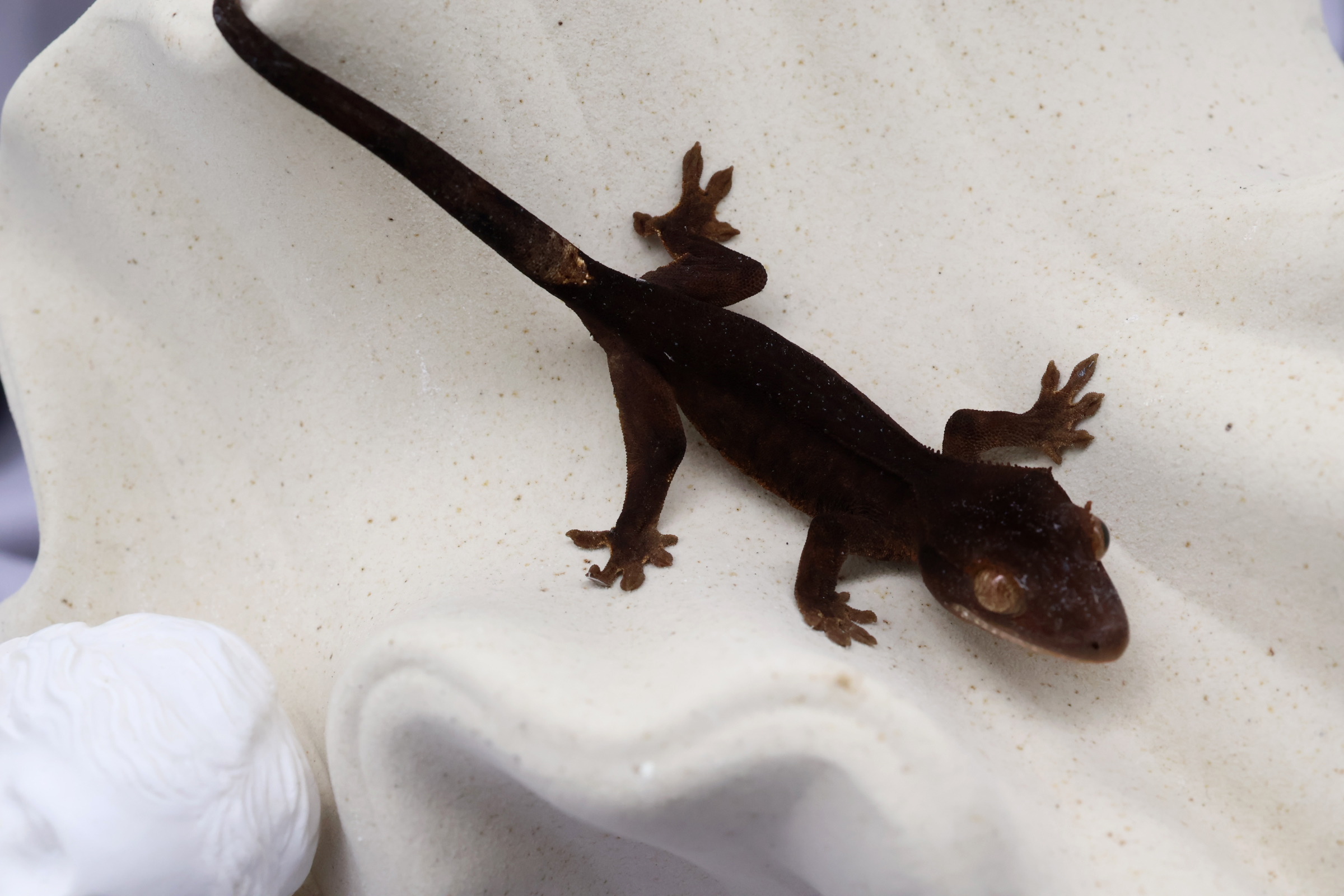 10. チャコール (U) detail 1