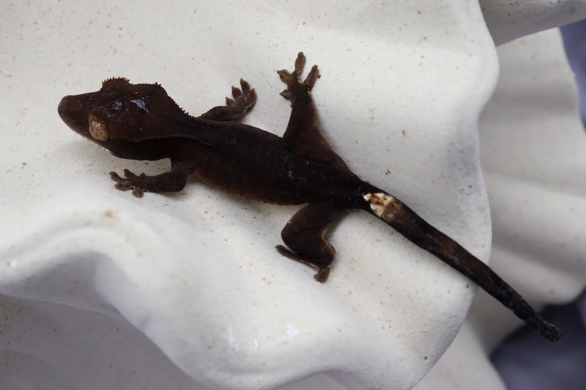 11. チャコール (U) detail 1