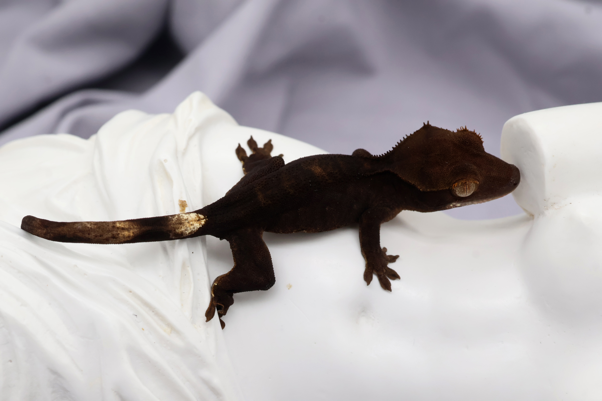 12. Charcoal (U) detail 1