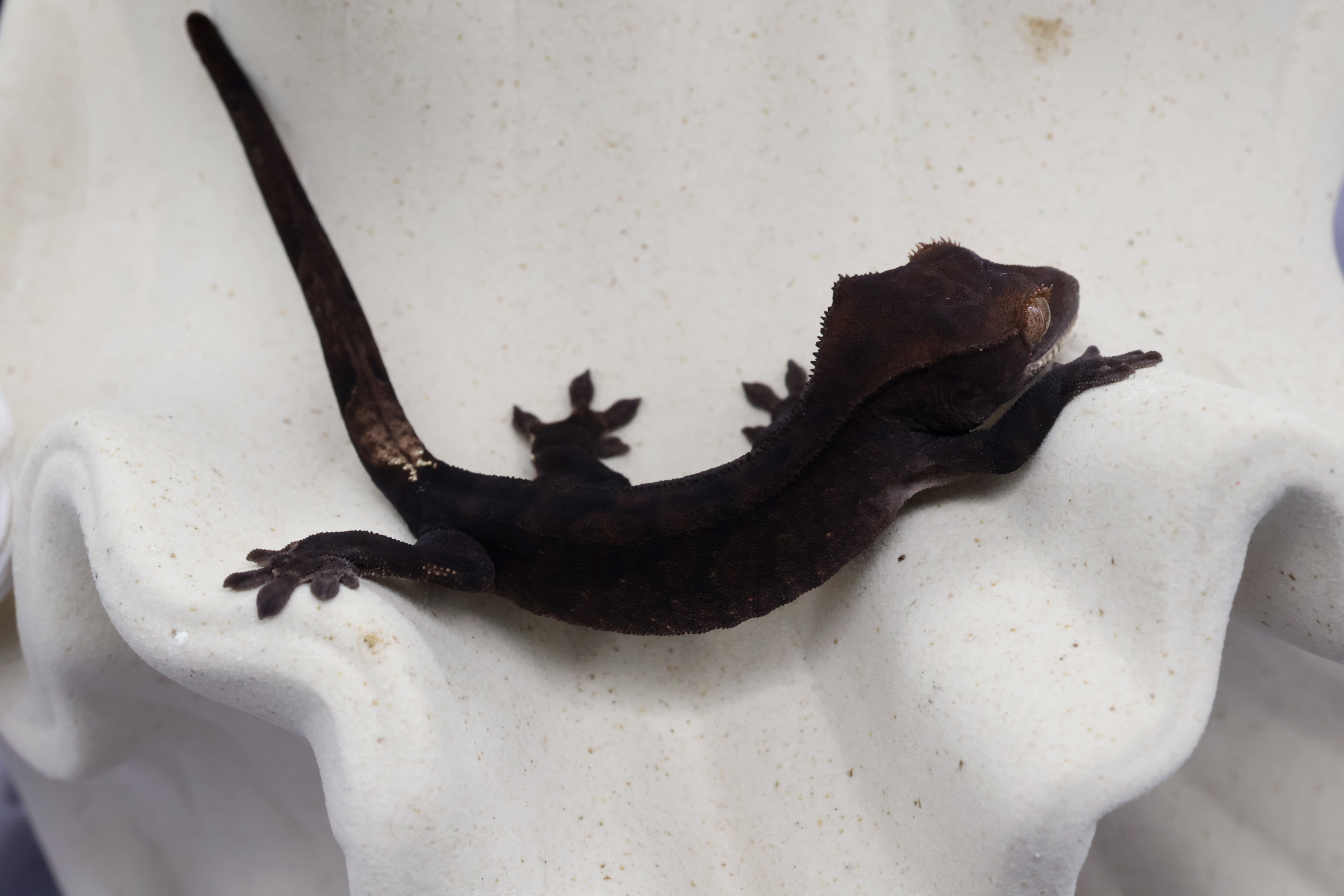 13. Charcoal Cappuccino (U) detail 1