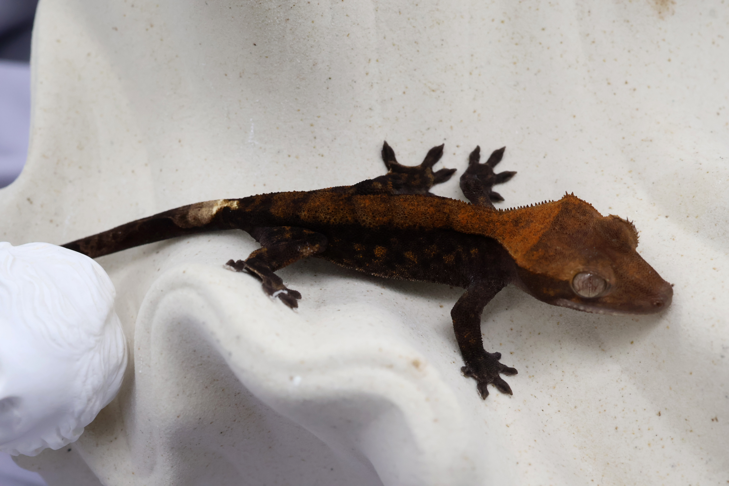 14. Cappuccino (F) detail 1