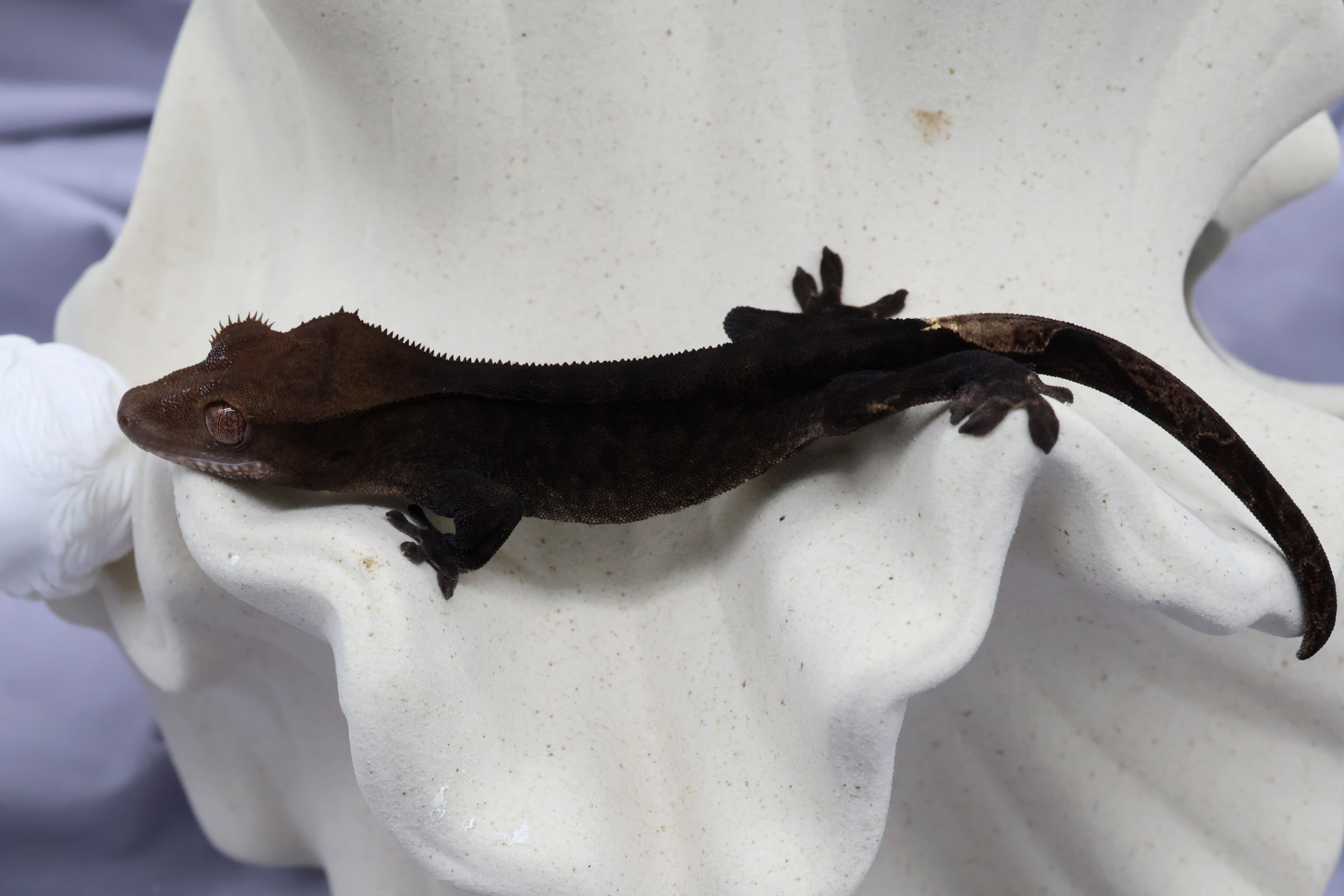 15. チャコール (F) detail 1