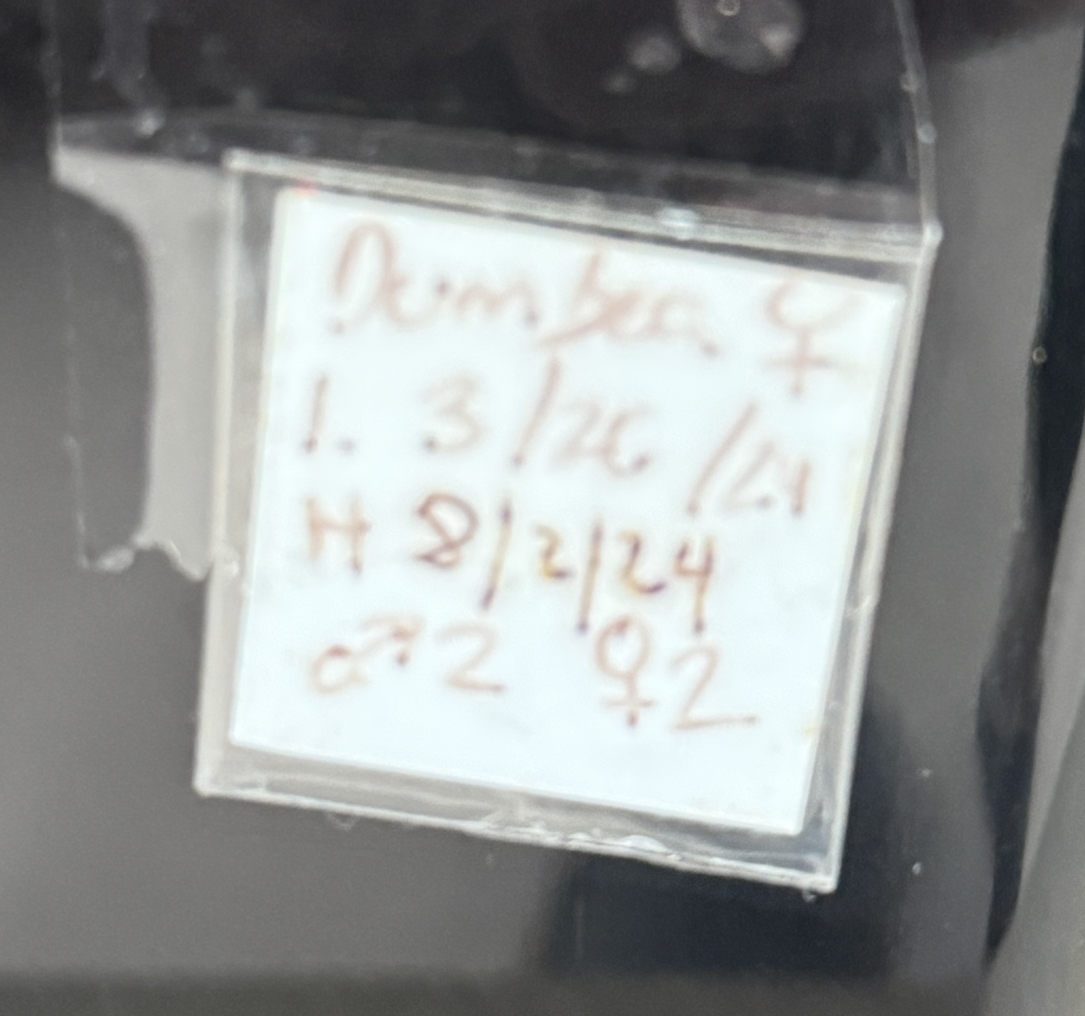 Leapin Leachies - ダンベア (F) detail 3